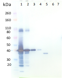 Rabbit anti-LukF-PV pAb - Figure 1 of 1