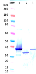 Rabbit anti-LukAB pAb (neutralizing) - Figure 1 of 1
