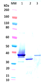 Rabbit anti-LukAB pAb (neutralizing) - Figure 1 of 1