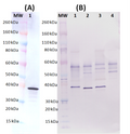 Rabbit anti-Hlg B pAb - Figure 1 of 1