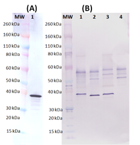 Rabbit anti-Hlg B pAb - Figure 1 of 1