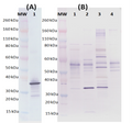 Rabbit anti-Hlg C pAb - Figure 1 of 1