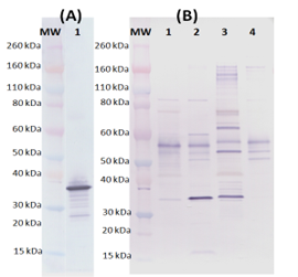 Rabbit anti-Hlg C pAb - Figure 1 of 1