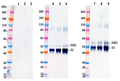 Rabbit anti-WEEV E2 GP pAb - Figure 1 of 1
