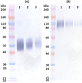 Rabbit anti-EBOV Soluble GP (sGP) pAb - Figure 1 of 1