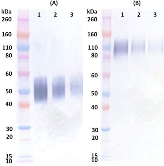 Rabbit anti-EBOV Soluble GP (sGP) pAb - Figure 1 of 1
