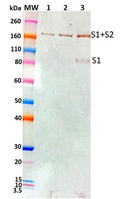 Rabbit anti-SARS-CoV2 S1-C pAb - Figure 1 of 1
