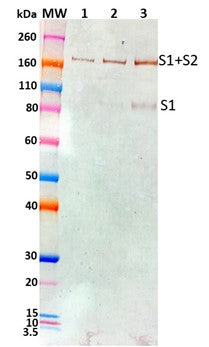 Rabbit anti-SARS-CoV2 S1-C pAb - Figure 1 of 1