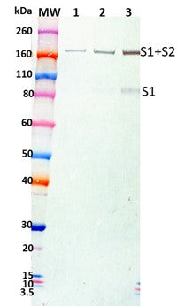 Rabbit anti-SARS-CoV2 S1-N pAb - Figure 1 of 1