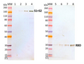 Rabbit anti-SARS-CoV2 RBD pAb - Figure 1 of 1