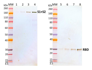 Rabbit anti-SARS-CoV2 RBD pAb - Figure 1 of 1