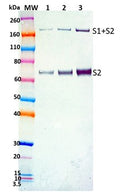 Rabbit anti-SARS-CoV2 S2-C pAb - Figure 1 of 1