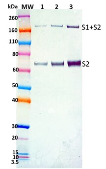Rabbit anti-SARS-CoV2 S2-C pAb - Figure 1 of 1