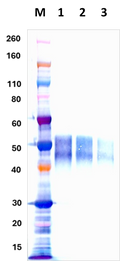 Mouse Anti-Nipah Virus Glycoprotein Polyclonal Antibody - Figure 1 of 1