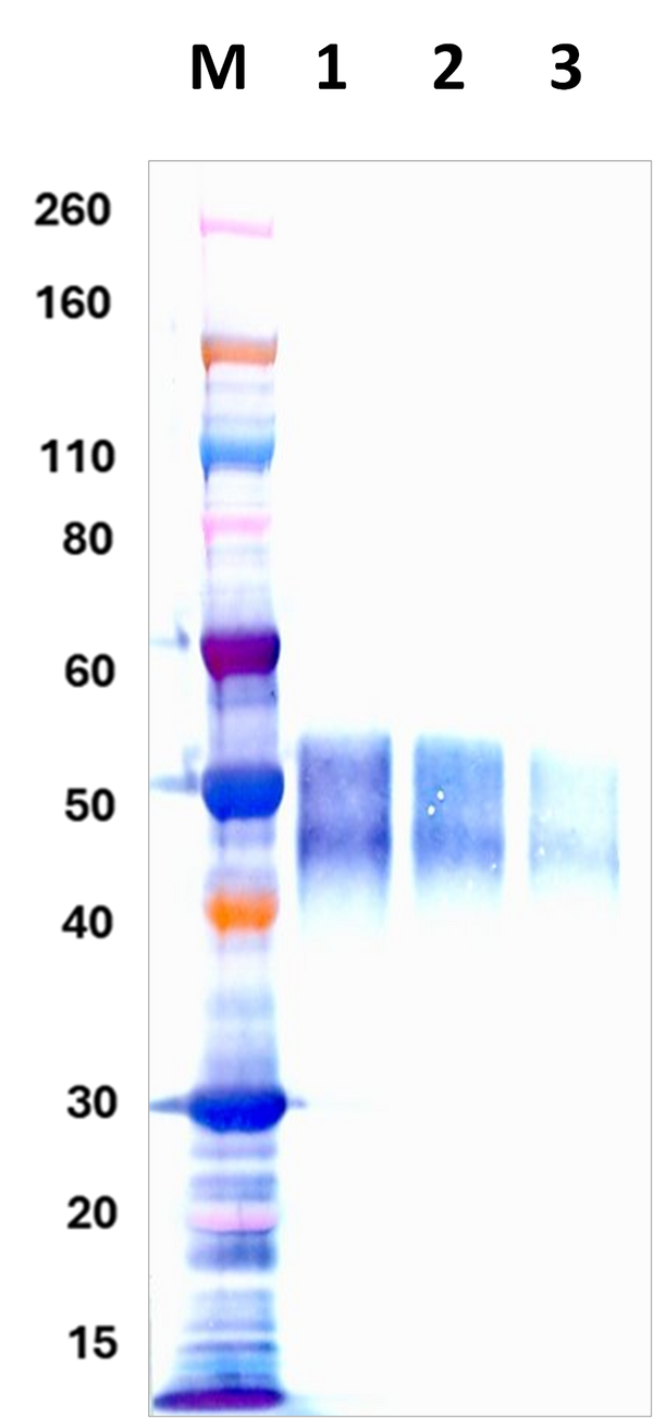 Mouse Anti-Nipah Virus Glycoprotein Polyclonal Antibody - Figure 1 of 1