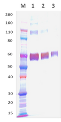 Mouse Anti-Nipah Virus Fusion Protein Polyclonal Antibody - Figure 1 of 1