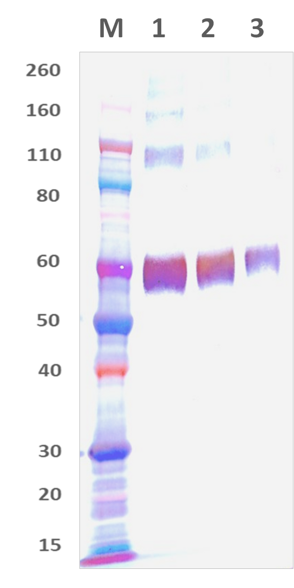 Mouse Anti-Nipah Virus Fusion Protein Polyclonal Antibody - Figure 1 of 1