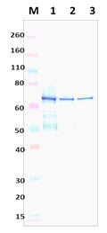 Mouse Anti-Staphylococcus aureus Amidase Polyclonal Antibody - Figure 1 of 1
