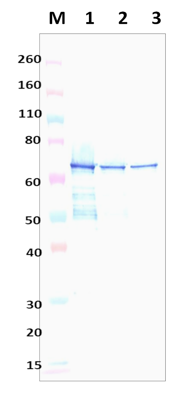 Mouse Anti-Staphylococcus aureus Amidase Polyclonal Antibody - Figure 1 of 1