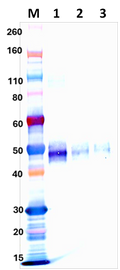Mouse Anti-Venezuelan Equine Encephalitis Virus E3E2 Glycoprotein Polyclonal Antibody - Figure 1 of 1