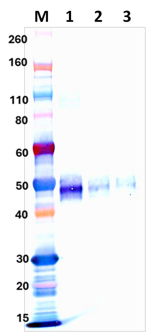 Mouse Anti-Venezuelan Equine Encephalitis Virus E3E2 Glycoprotein Polyclonal Antibody - Figure 1 of 1