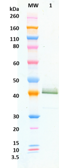 Rabbit anti-Venezuelan Equine Encephalitis (VEE) pAb - Figure 1 of 1