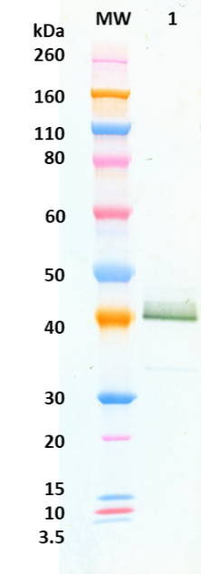 Rabbit anti-Venezuelan Equine Encephalitis (VEE) pAb - Figure 1 of 1