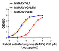 Rabbit anti-MARV VLP pAb - Figure 1 of 1