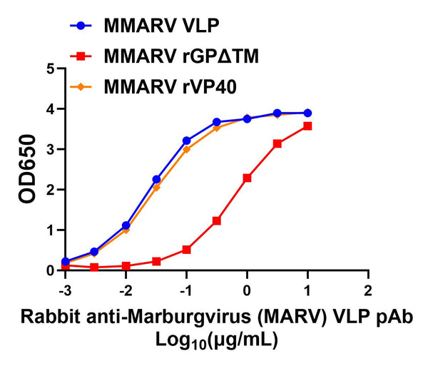 Rabbit anti-MARV VLP pAb - Figure 1 of 1