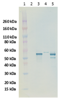 Rabbit anti-CCHFV N protein pAb - Figure 1 of 1