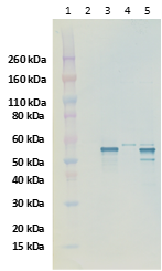Rabbit anti-CCHFV N protein pAb - Figure 1 of 1