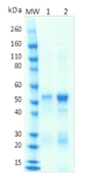 Rabbit anti-CCHFV Gc protein pAb - Figure 1 of 1
