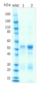 Rabbit anti-CCHFV Gc protein pAb - Figure 1 of 1