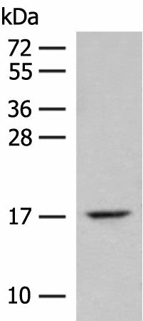 ISCU Polyclonal Antibody – Figure 1 of 2