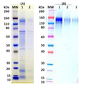 Recombinant Zaire Ebola virus GPΔTM (mammalian) - Figure 1 of 1