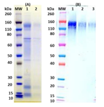 Recombinant Zaire Ebola virus GPΔTM (mammalian) - Figure 1 of 1
