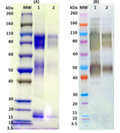 Recombinant Zaire Ebola virus GPΔTM - Figure 1 of 1