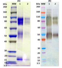 Recombinant Zaire Ebola virus GPΔTM - Figure 1 of 1