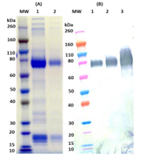 Recombinant Zaire Ebola virus GPΔTM - Figure 1 of 1