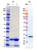 Recombinant Zaire Ebola virus VP24 - Figure 1 of 1