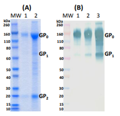 Recombinant Sudan Ebola virus GPΔTM (mammalian) - Figure 1 of 1