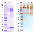 SUDV GPΔTM (mammalian)  HIS-tag - Figure 1 of 1