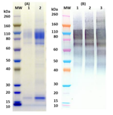 Recombinant Sudan Ebola virus GPΔTM - Figure 1 of 1