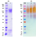 Recombinant SUDV GPdTM-Gulu Strain - Figure 1 of 1