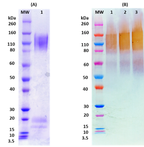 Recombinant SUDV GPdTM-Gulu Strain - Figure 1 of 1