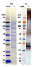 Recombinant Musoke Marburg virus GPΔTM - Figure 1 of 1