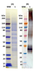 Recombinant Musoke Marburg virus GPΔTM - Figure 1 of 1