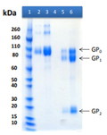 Recombinant Bundibugyo Ebola virus GPΔTM - Figure 1 of 1