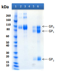 Recombinant Bundibugyo Ebola virus GPΔTM - Figure 1 of 1
