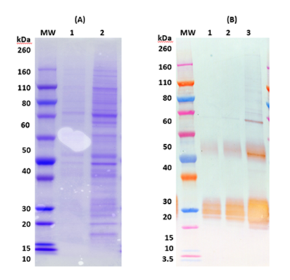 Recombinant Angola Marburg virus GPΔTM - Figure 1 of 1